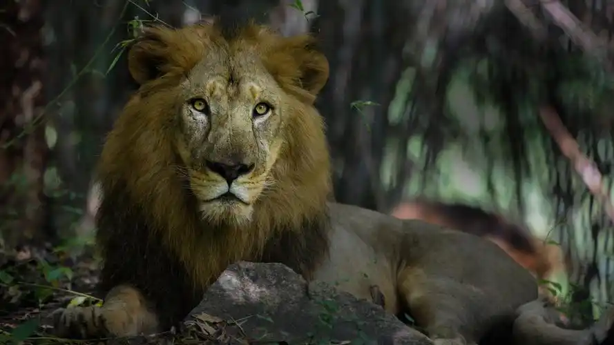 狮子壁纸79