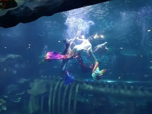 【曲江文化集团】海洋公园美人鱼表演再升级