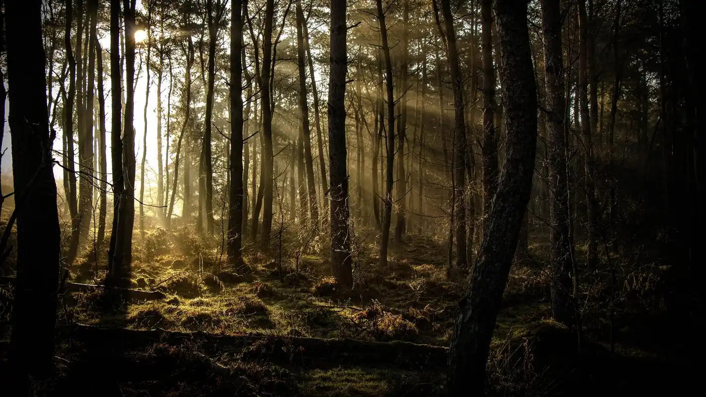 首页 桌面壁纸 树木森林风景摄影高清宽屏壁纸上一张下一张查看原图