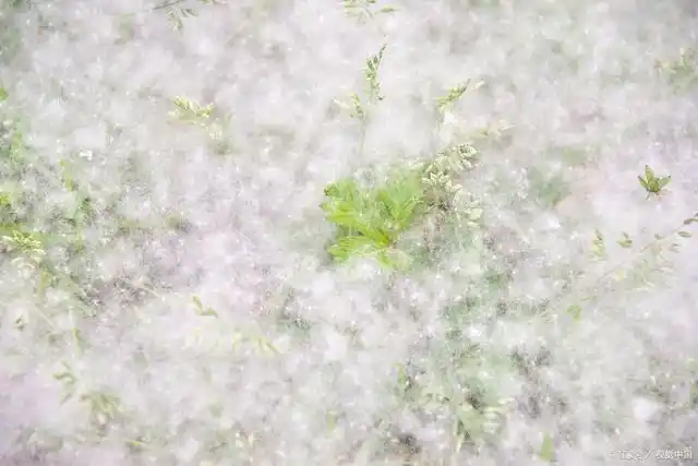 又是柳絮纷飞时,庆阳人千万别这样做!东湖公园点燃柳絮险酿火灾