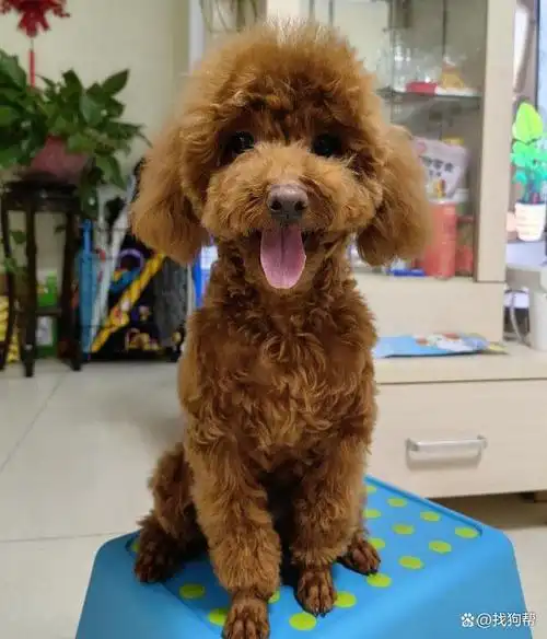 北京市朝阳区1000寻找棕色泰迪犬