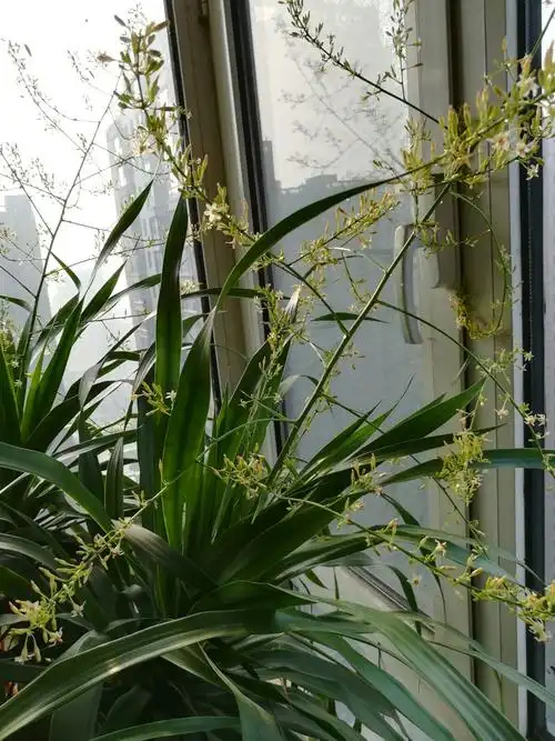 龙须树开花,你见过吗?