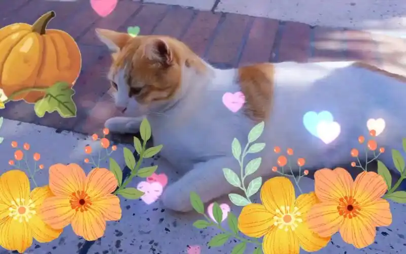 萌宠萌萌的小猫咪呆萌呆萌小可爱