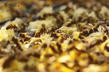 354_233gif 动态图 动图