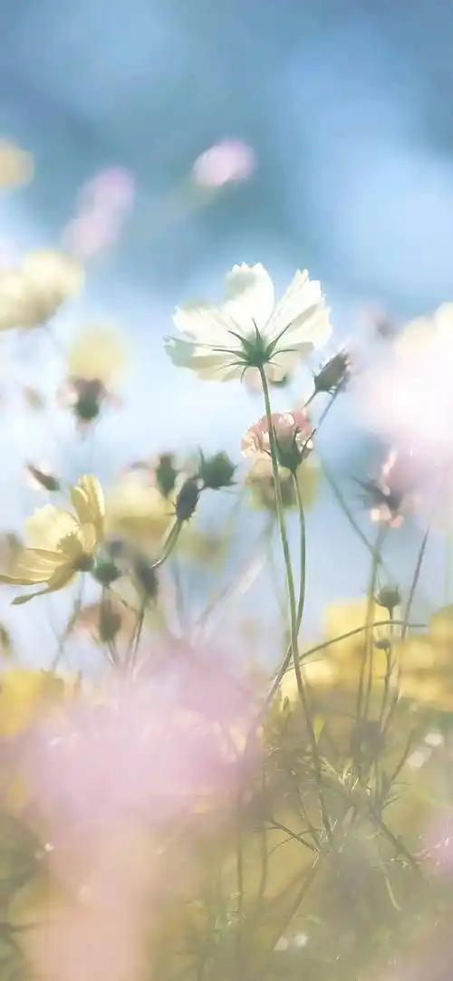 壁纸 | 气质纯欲风 锁屏壁纸