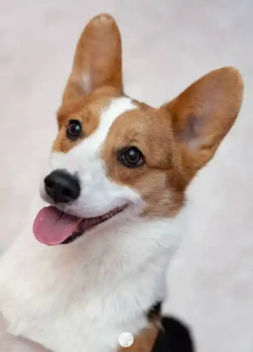 呆萌柯基"被迫"营业,你最爱的小短腿了解一下?