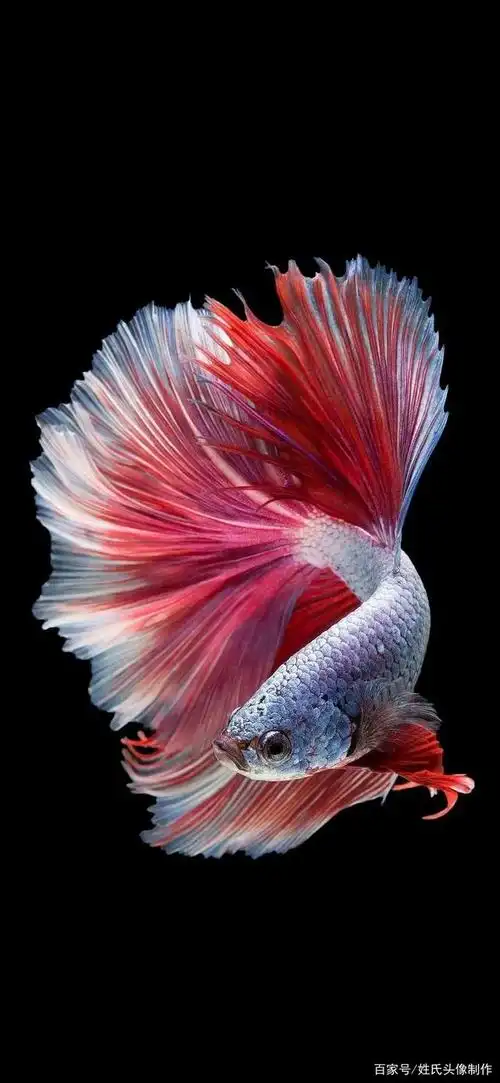 手机壁纸海阔凭鱼跃