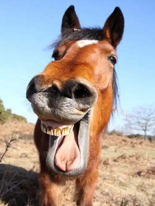 50张可以让你开心一笑的摄影照片