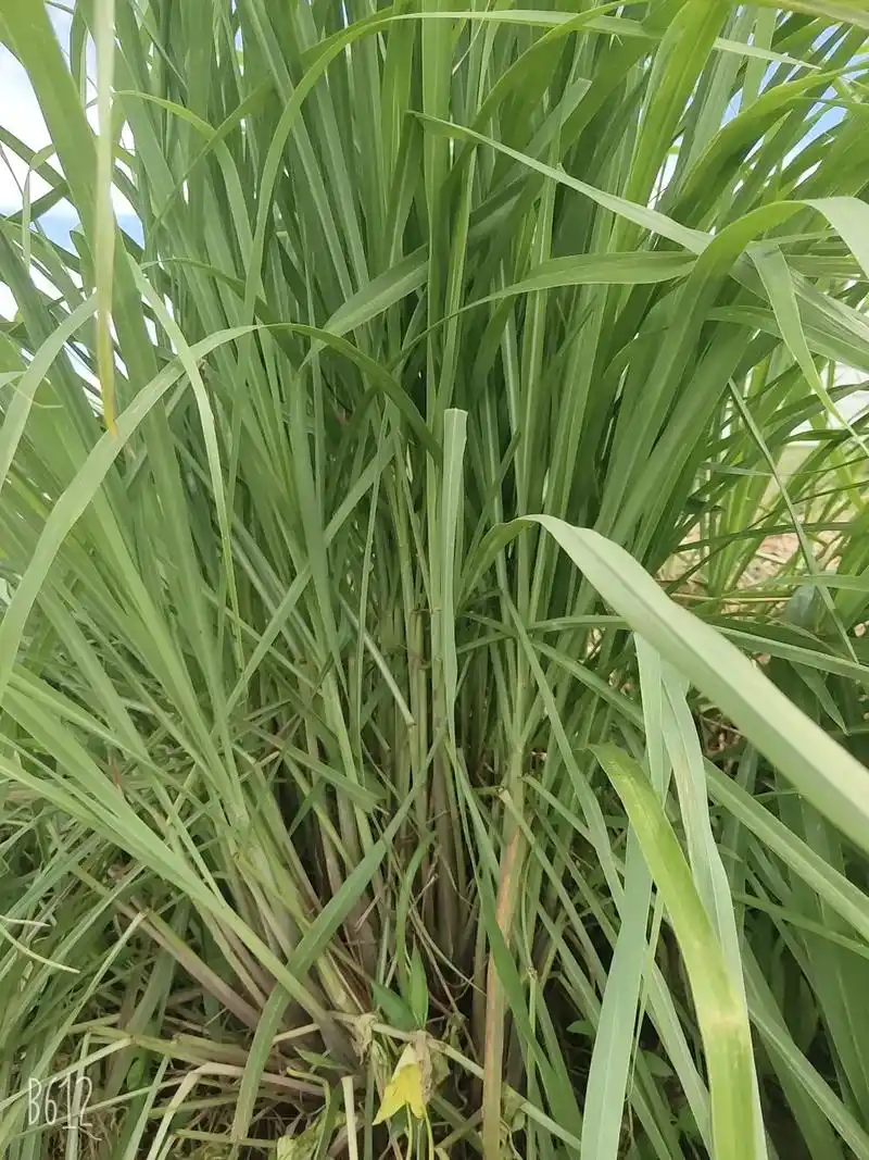 从老家广西拿来海南种的香毛草拿炖羊肉它不香吗?