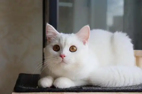 纯白英短弟弟6月龄