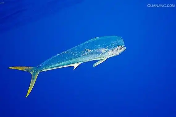 p>剑鱼(学名: i>xiphias gladius /i>),亦称"箭鱼".