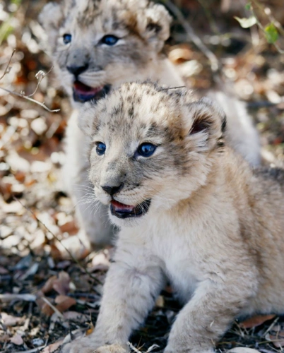 人工授精孕育的狮子幼崽