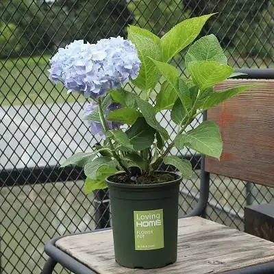 绣球开花最灿烂,切记要及时换位置,开花不萎蔫花期长