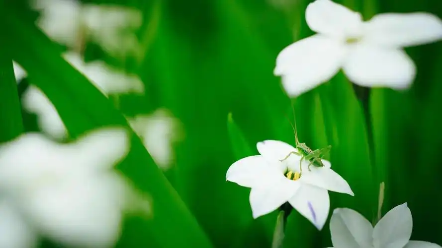 于2020-06-16上传元气壁纸平台,护眼壁纸【297】壁纸是一款电脑壁纸