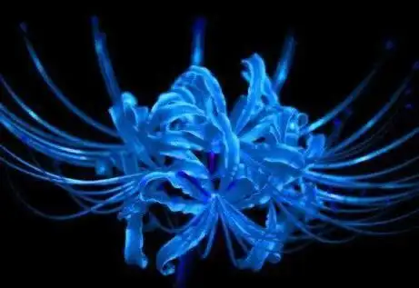 心理学:四朵彼岸花,哪朵最娇艳?测你会把暧昧当成真爱吗?