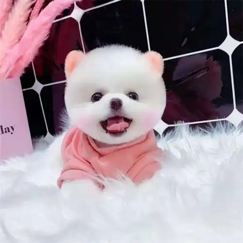 纯种博美茶杯幼犬小型可爱长不大的真狗狗杯子活幼体泰迪宠物好养