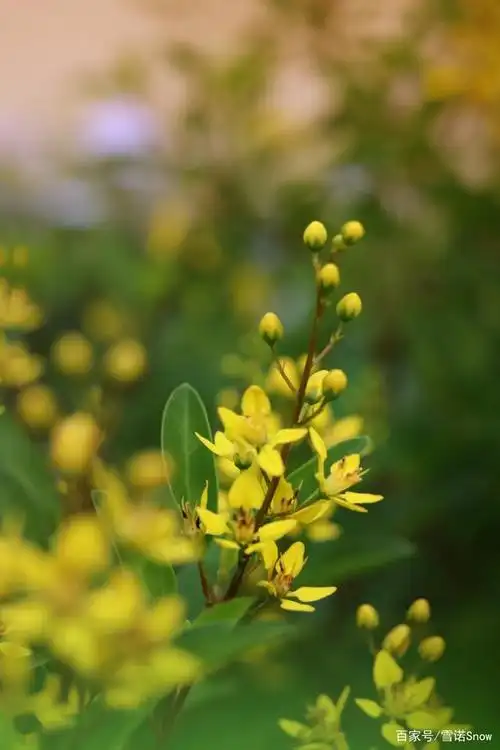 风光摄影:黄色花朵金英