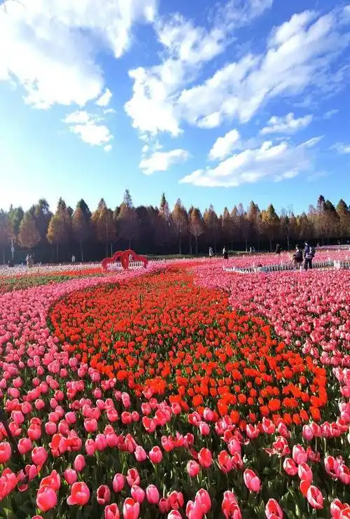 春节踏春昆明捞鱼河湿地公园的郁金香花海