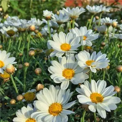 适合女生的小雏菊花图片头像