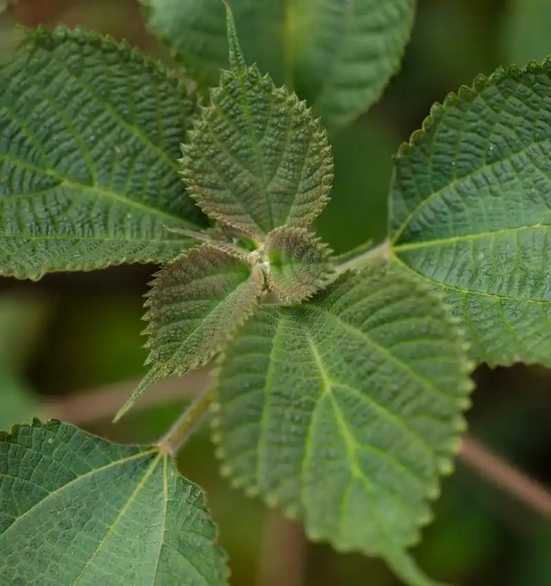 苎麻,又称苎茆,是一种古老的植物,在农村地边常见.