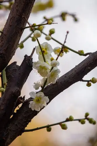 梅中真品——绿萼梅
