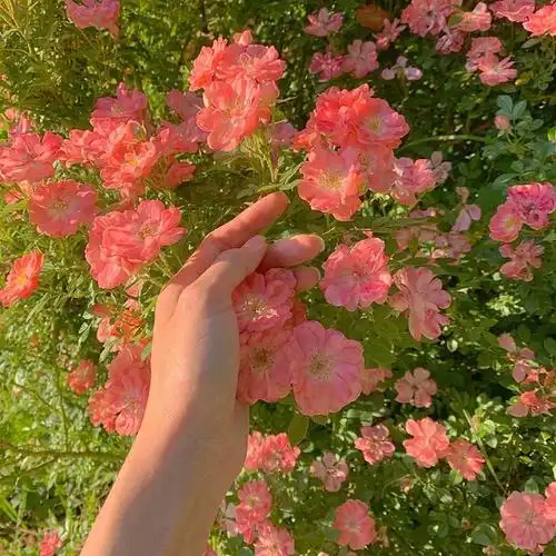 鲜花朋友圈背景图(系列二)