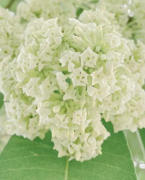 非常清香的绣球花