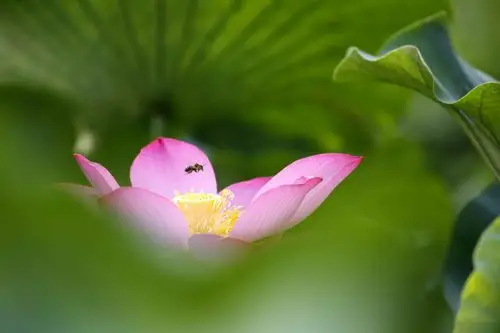 荷花 苏立刚摄影作品