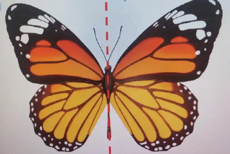 小学轴对称图形知识有哪些?