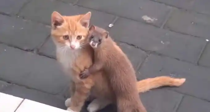 mignon: un chat et une belette deviennent les m