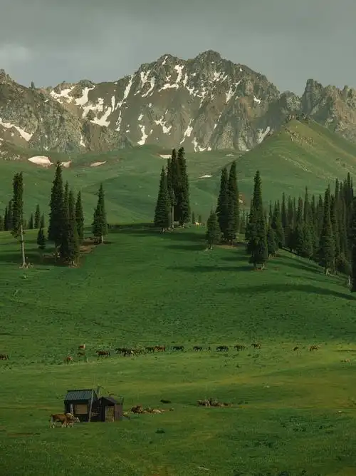 这里不是瑞士北天山空中草原