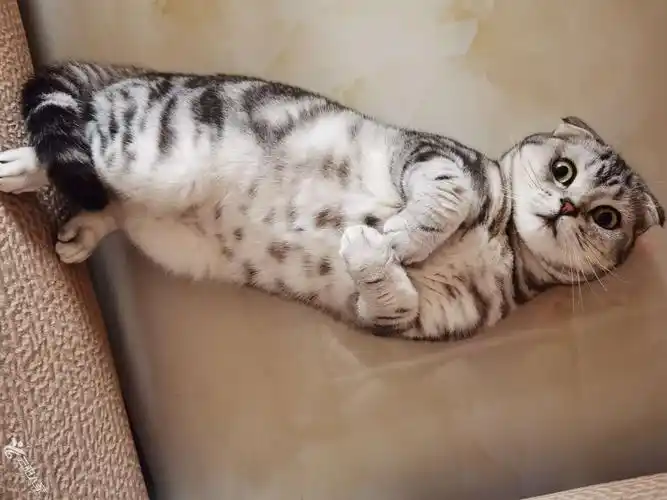 因娃儿有过敏转让猫咪美短折耳猫