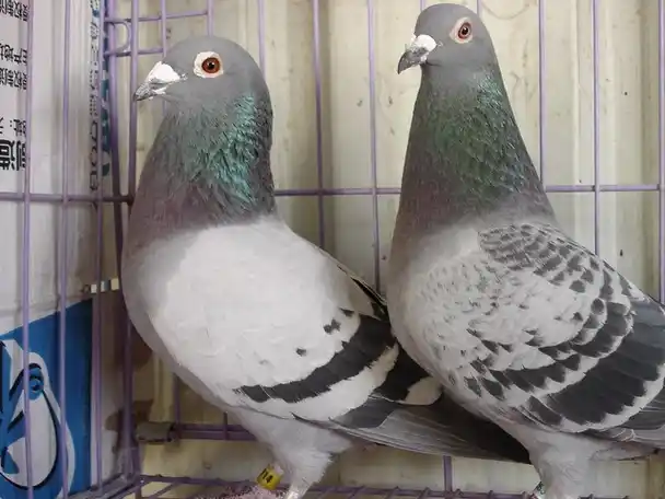 为什么要让种鸽进行杂交配对?_鸽子_优势_办法
