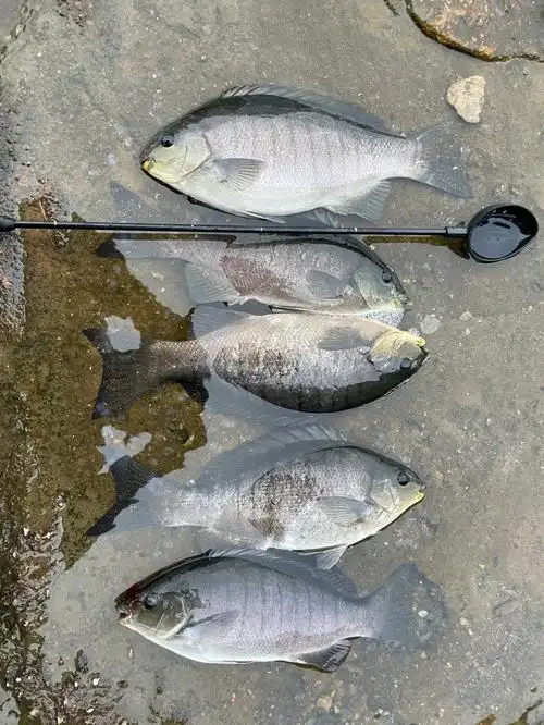 又是没黑毛的一天