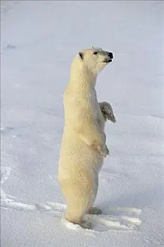 北极熊,站立,丘吉尔市,曼尼托巴,加拿大