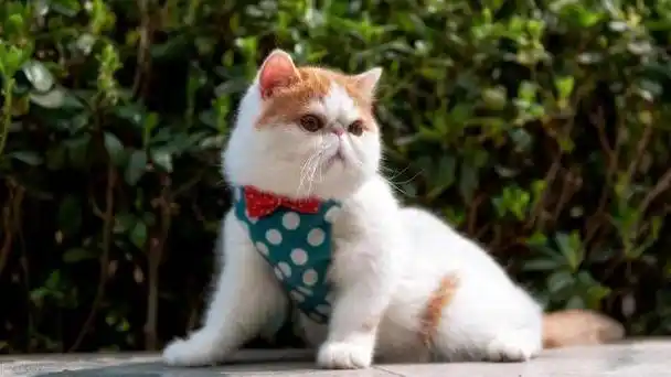 "哈喽大家好,我是你们的好朋友,宠物达人奇趣喵喵酱.