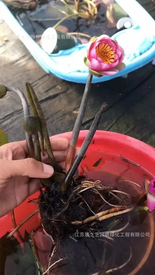 大睡莲睡莲根块 池塘水池 水培植物 水生根块大睡莲花根茎包成活