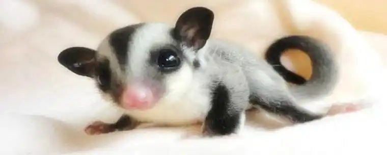 一,蜜袋鼯多少钱一只蜜袋鼯3000元左右一只,不同购买地区和品相,价格