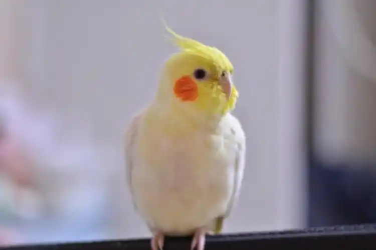 昨晚拍的我家两只腮红鸡