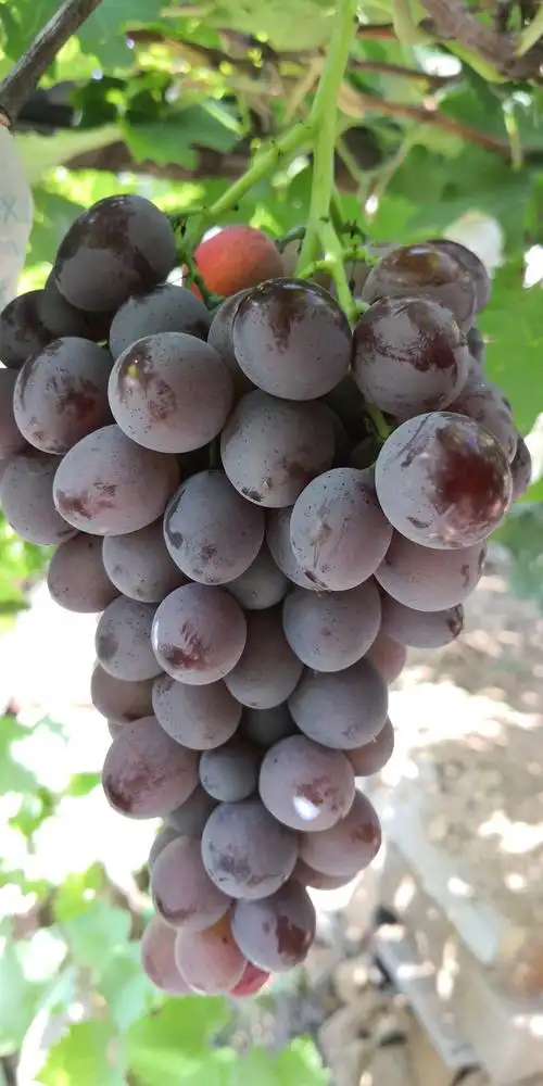 大泽山的葡萄熟了