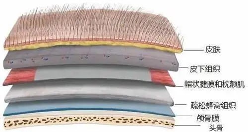 头皮头骨间组织结构