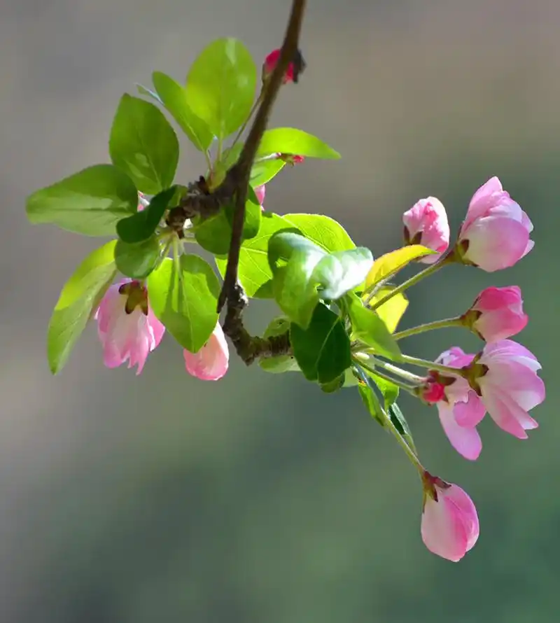 【海棠花】 第 12 幅查看大图曝光:1/160 sec光圈:f5.