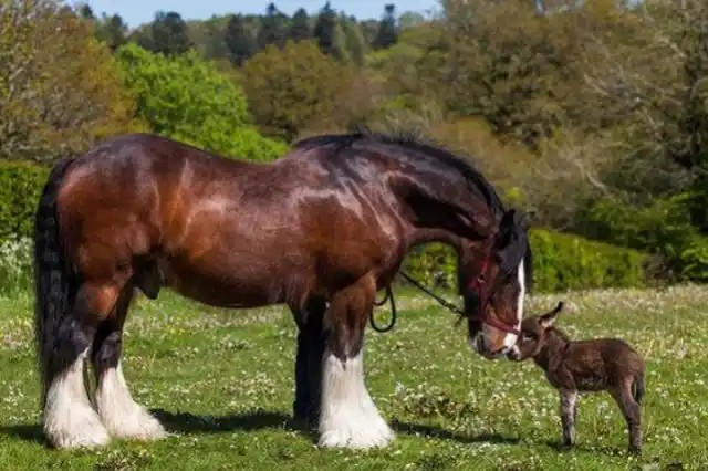 世界最大的马,高度2.4米体重1.2吨,一次拉货超5吨