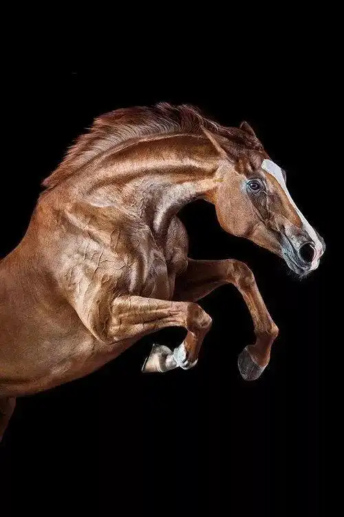 最帅气的动物——骏马