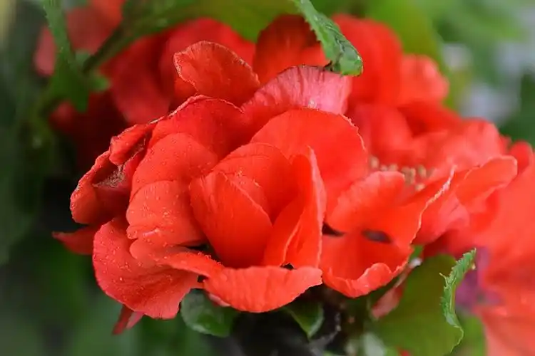 富贵海棠-----300长焦拍微距