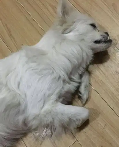 怀孕的母狗倒地不起,主人在狗狗身上找到这个东西,真让人泪崩_网友