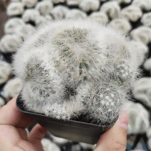 描春实生芳香丸缀仙人稀有开花白毛软毛扎手多肉植物