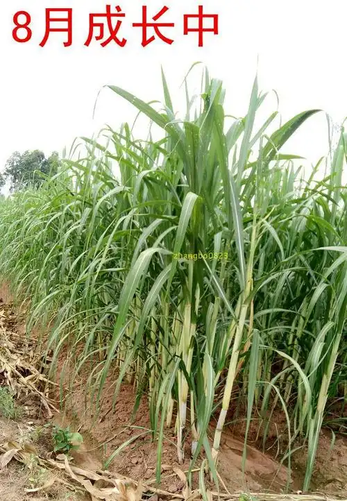 绿皮甘蔗
