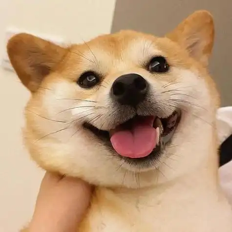 可爱柴犬头像图片