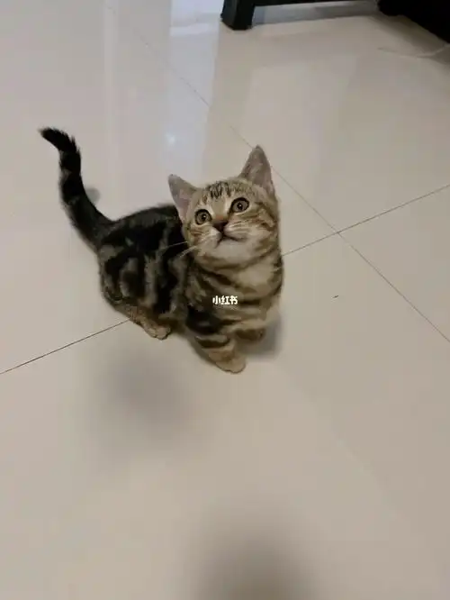 最后一只 想为它找个多猫家庭 小家伙性格特别好 跟猫咪亲近 随便撸